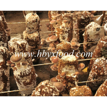 Alimento saudável Cogumelo Shiitake liso secado marrom de Hubei Yongxing